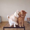 Care