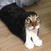 迷失猫猫