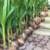 พันธุ์มะพร้าวน้ำหอม บ้านแพ้ว
