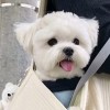 倾雪