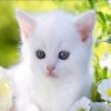 Felya Anjelin