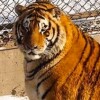 虎虎🐯