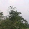 Ada Apa Wikwik