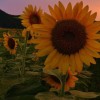 girasol99