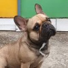 Tiamo