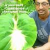 ชานนท์ ชลศิริ