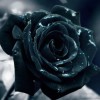 Darkrose