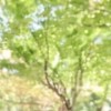 choi