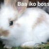 rabbits