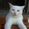 Iin Mawaddah