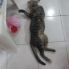 หมิว
