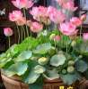 Yin May Chau