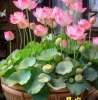 Yin May Chau