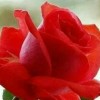 Md Tarek Mia