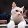 Ilan