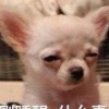 啥也不知道