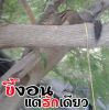 เกรียงไกร หนองกลาง