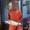 saltobelakang
