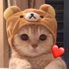 ʕ•ᴥ•ʔ