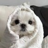 葵思提