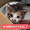 咕咕鸡