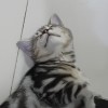 Phakwan