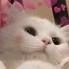 陈芊彤