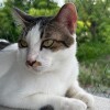 Veewee