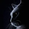 Wyldan_nusrat27