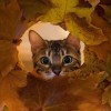 cindi