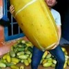 Ahmadripai
