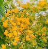 ခင်လေး ခင်လေး