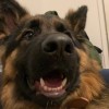 Happy dog