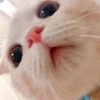 Jiu