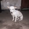 Bayu