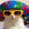 TheFatCat