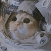 小猪