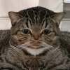 MNCatDiamond