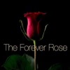 🌹4everRose