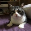 獨居貓星人