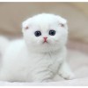 Neko Chan