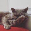 Kt