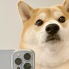 shibasocute