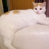 Zahar