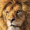 Leo Lucky