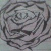 Beautyflower Spy