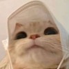 Mon
