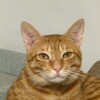 william