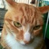 CAT玲