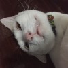 อสึเมี๊ยวน้อย ศิษย์เจ๊ติง